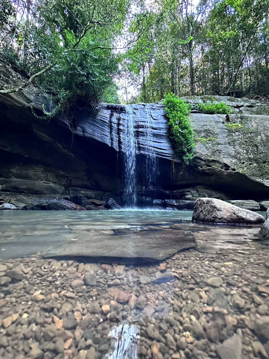 Exploring Buderim Forest Park: The Ultimate Outdoor Adventure for Hikers, Trail Runners, and Nature Lovers!