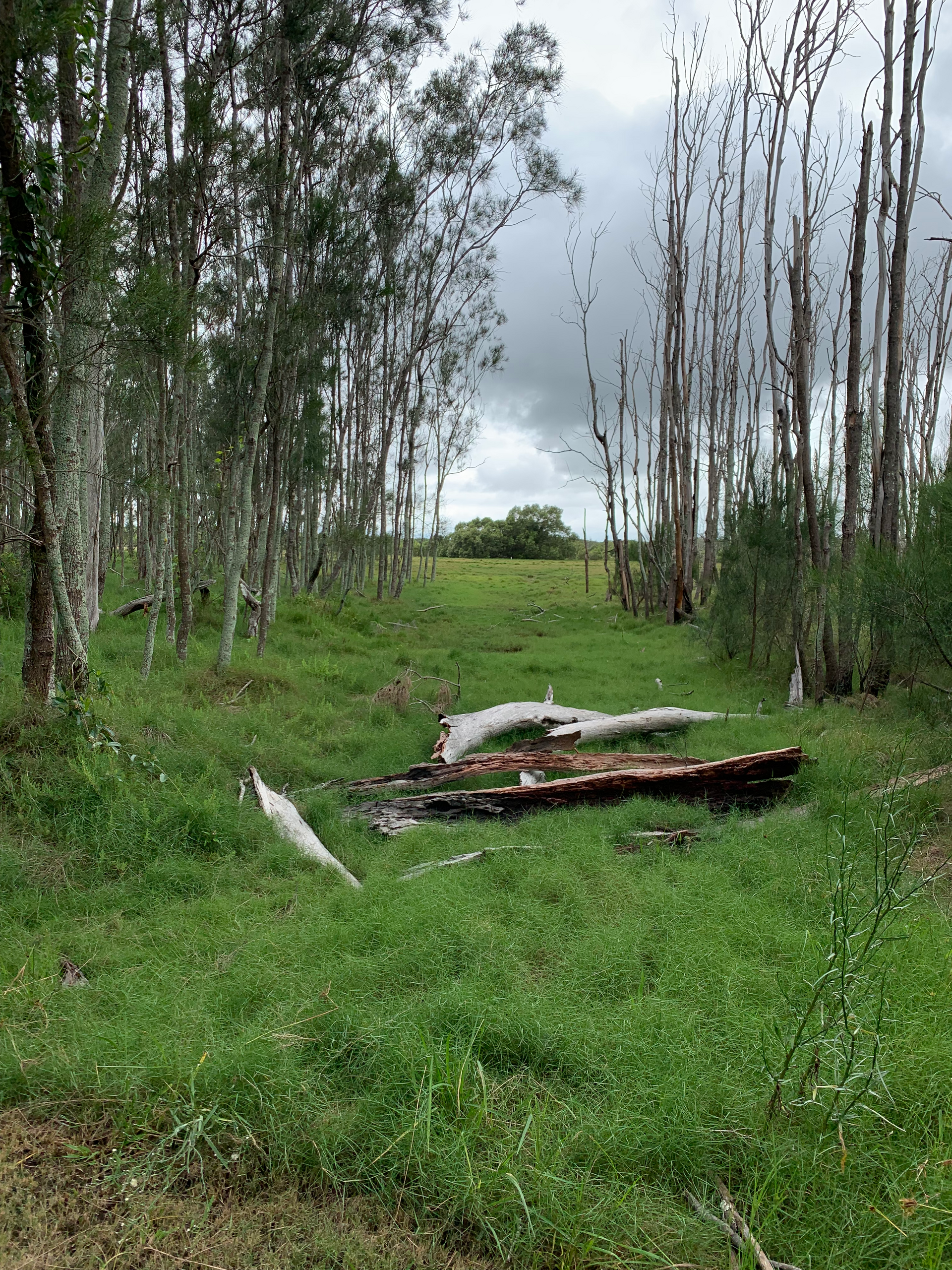 Discovering the Wonders of Boondall Wetlands Reserve: Exploring Brisbane's Hidden Natural Gem